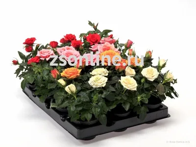 Роза Кордана микс купить в интернет магазине KALOMBO