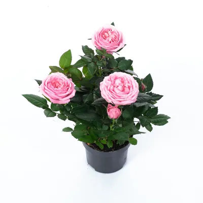 Роза Кордана микс Rosa Koranda mix 30/11 — цена в LETTO