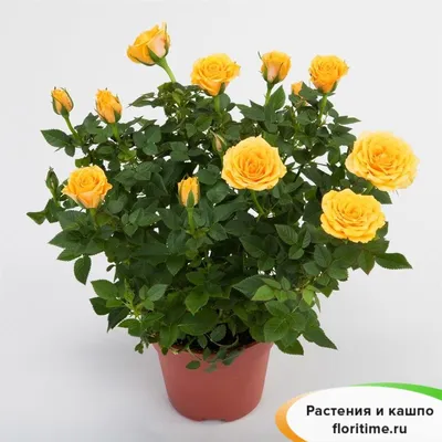 Роза Кордана Малиновая Керри 🌼 купить в Москве недорого с доставкой -  GoodFlora