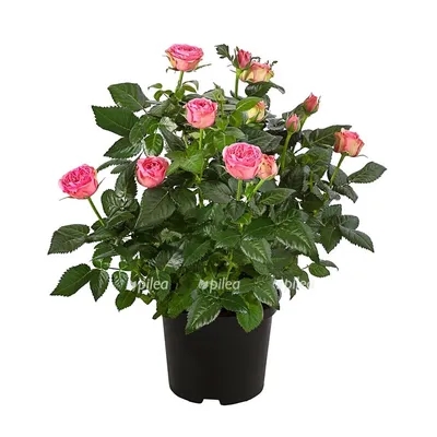 Роза Кордана микс Rosa Koranda mix 30/11 — цена в LETTO