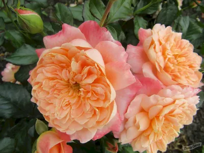 Роза флорибунда Самаритан (Samaritan, Король Артур) (Rosa floribunda  Samaritan) - описание сорта, фото, саженцы, посадка, особенности ухода.  Дачная энциклопедия.