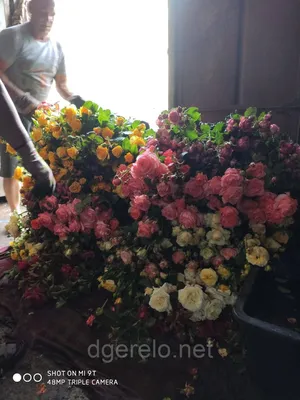 Роза английская Король Артур (ID#1444883512), цена: 80 ₴, купить на Prom.ua