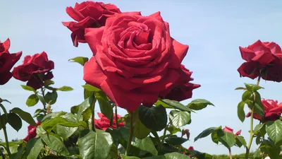 Для яркого сада: 6 лучших сортов роз, цветущих всё лето
