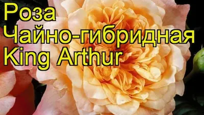 Букет из амариллисов \"Король Артур\" – купить недорого с доставкой по Москве