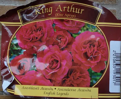 EDROSES-розплідник троянд - Она такая разная!!! Роза 🌹 Самаритан,  (Samaritan ,HARverag, King Arthur, English Sonnet, Fragrant Surprise,  Lawrence of Arabia) , Harkness, Великобритания 1988 г.. Чайно-гибридная. 📌  Заказы принимаем ➡️ через наш
