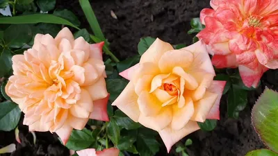 Роза английская Король Артур (ID#1444883512), цена: 80 ₴, купить на Prom.ua