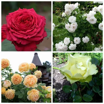 Роза английская Король Артур (ID#1444883512), цена: 80 ₴, купить на Prom.ua