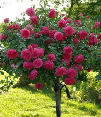 Штамбовая роза \" Кинг Артур \" (ID#1538165645), цена: 850 ₴, купить на  Prom.ua