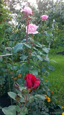 Роза Грандифлора \"Королева Елизавета\" (Rose Grandiflora \"Queen Elizabeth\")  (Lammerts, США, 1954 г.) | Flowers, Rose, Plants