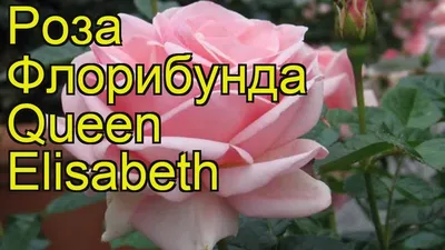 Цветы, носящие имя Елизаветы II 👑 | 🌿Школа садоводов ▷ Марии В. | Дзен