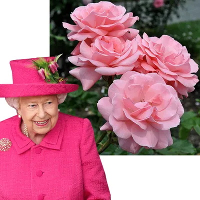 Queen Elizabeth (Queen of England, The Queen Elizabeth Rose) ::  ������������ ��� | Королева елизавета, Розы, Цветы