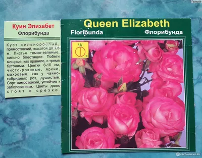 Elizabeth Stuart ® | Roses' Name