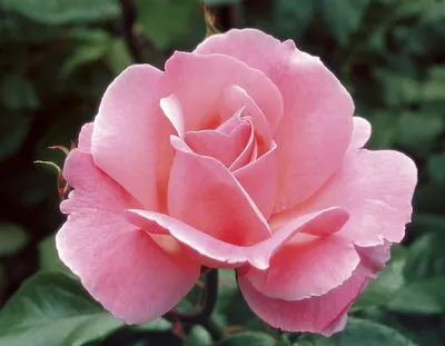 Rosa 'Queen Elizabeth' — Википедия