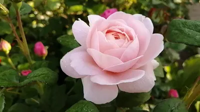Купить Роза \"Куин оф Свиден\" (Rosa 'Queen of Sweden') от 1 899 руб. в  интернет-магазине Архиленд с доставкой почтой по Москве и в регионы