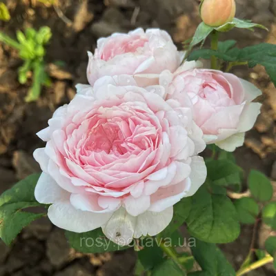 ✓Роза \"Королева Швеции\" 🌹Цена 20 л. 📩079191798 | By Flori Decorative |  Facebook