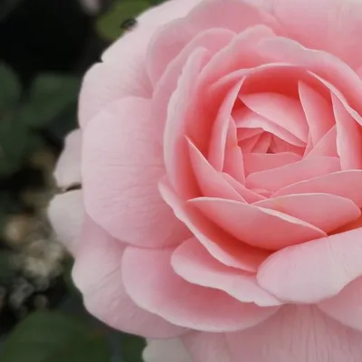 Queen of Sweden | Roses' Name
