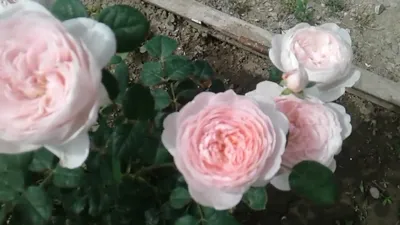 Роза Королева Швеции.🔥🌹❤️ | Розарий🌹Ангелочек | Дзен