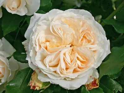 File:Rosa 'Kosmos' Kordes 2006 01.jpg - Wikimedia Commons