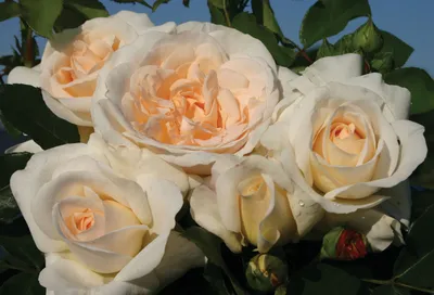 File:Rosa 'Kosmos' 02.jpg - Wikimedia Commons