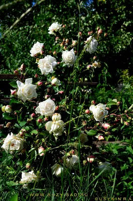 Rosa KOSMOS® Märchen® Rosen