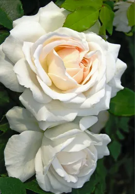 File:Rosa 'Kosmos' 03.jpg - Wikimedia Commons