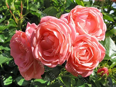 Rosa 'Kosmos' in 2 Gallon Pot - Fraser Valley Rose Farm