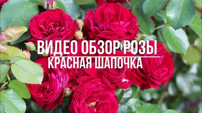 Роза Rotkapchen - купить саженцы в Украине дешево | Florium.ua