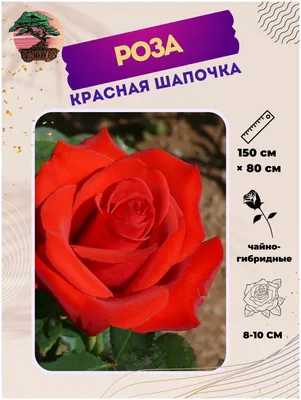 Роза Красная шапочка 🌹 по выгодной цене в Долине роз