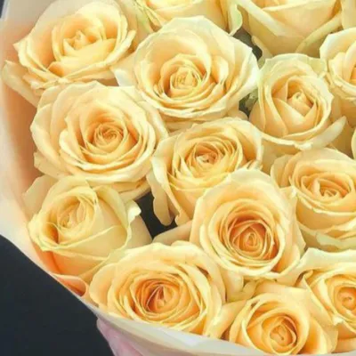 21 кремовая роза (60 см) – купить оптом и в розницу в Москве и Московской  области – Городская База Цветов