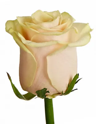 101 кремовая роза в корзине – купить недорого с доставкой