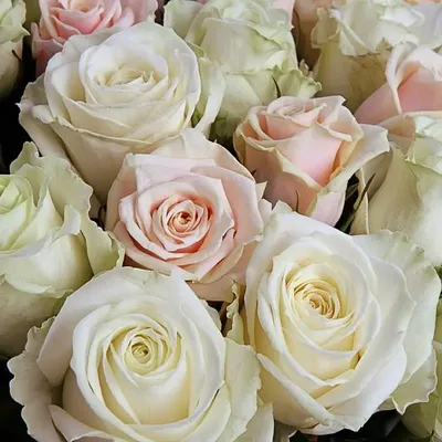Купить Роза кремовая, в магазине Букет-СПб - Доставка цветов в  Санкт-Петербурге недорого | Заказать букет с доставкой в Букет-Питер