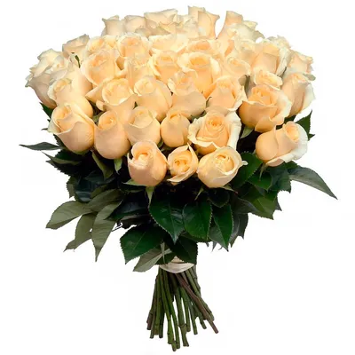 Розы кремовые – 25 штук по выгодной цене от интернет магазина «Незабудка»