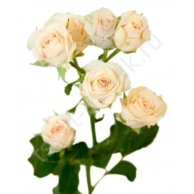 Кремовая кустовая роза – Цвет`ок – дорогая цветочная лавка