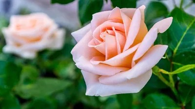 51 кремовая кустовая роза Тринити купить недорого | доставка по Москве и  области