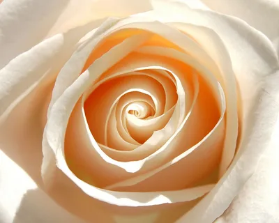 Роза свит аваланч (россия) 50см – Цветочная Лав-Лавка