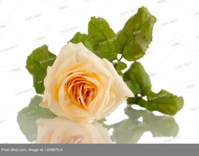 Купить розу кремовую Талея оптом в компании RoseOpt г. Москва - свежие  цветы отпом для цветочного магазина