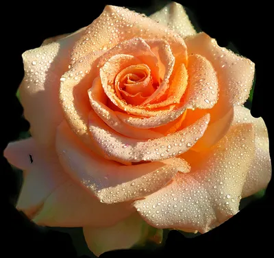 Купить кремовую кустовую розу в интернет-магазине.