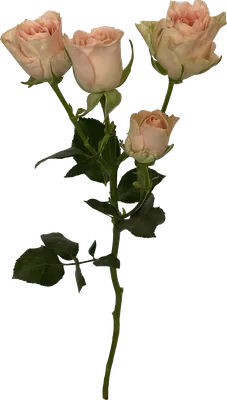 Букет \"Кустовая кремовая роза\" цветы Липецк