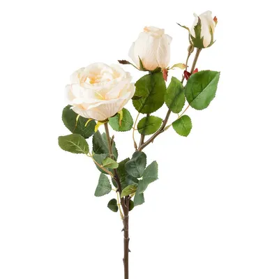 Букет из 51 кремовой розы - Доставкой цветов в Москве! 7667 товаров! Цены  от 487 руб. Цветы Тут