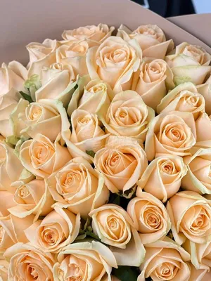 51 Пионовидная кремовая роза Гравити | купить недорого | доставка по Москве  и области | Roza4u.ru