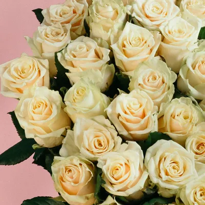 Заказать Кустовая роза кремовая - Доставка цветов в Пензе flow58.ru