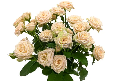 Кремовые розы в коробке - 29 шт. за 7 290 руб. | Бесплатная доставка цветов  по Москве