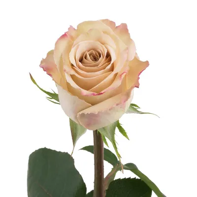 21 кремовая роза - Доставкой цветов в Москве! 16534 товаров! Цены от 487  руб. Цветы Тут