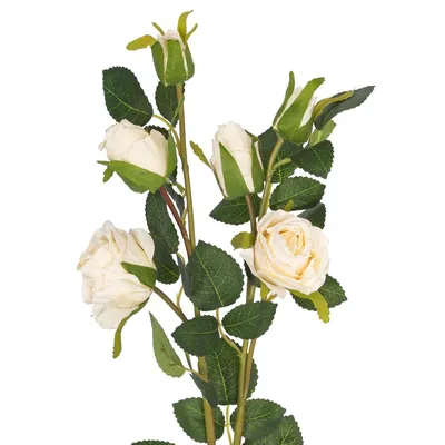 Купить 101 кремовую розу с доставкой по цене питомника