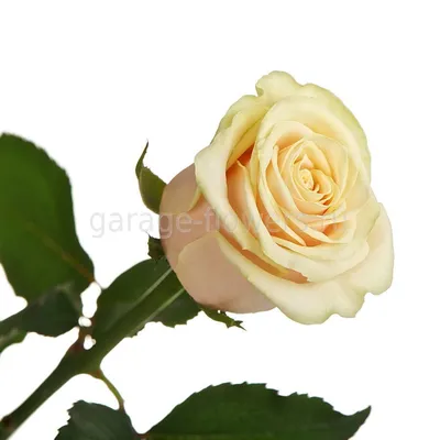 Кремовая роза - фотообои на заказ. Закажи обои Кремовая роза (28593)