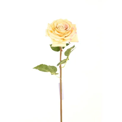Роза кустовая Кремовая купить в Перми за 217 руб. с доставкой |  Интернет-магазин цветов «Фан-Фан»