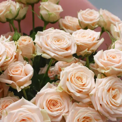 51 Кремовая роза - 7 755 руб, купить в Воронеже в магазине «Цветы Экспресс»