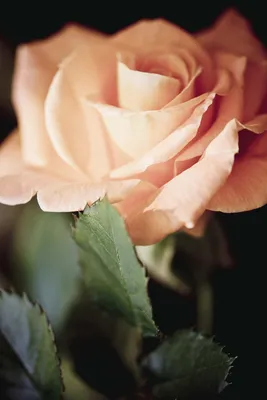 Роза кремовая – Цвет`ок – дорогая цветочная лавка