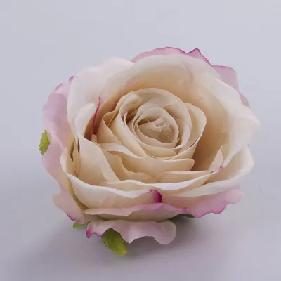 Роза кремовая Венделла купить в Минске - LIONflowers