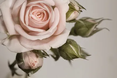 Кремовая роза из холодного фарфора в интернет-магазине Ярмарка Мастеров по  цене 1600 ₽ – QZ6L6RU | Цветы, Старая Русса - доставка по России